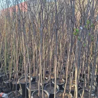 اقاقیا نهال و درخت|خدمات باغبانی و درختکاری|فلاورجان, |دیوار