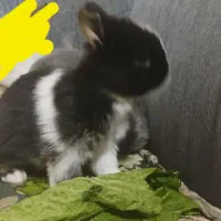 یک‌عددبچه‌خرگوش‌‌جرسی