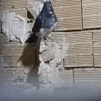 قره سیاه
