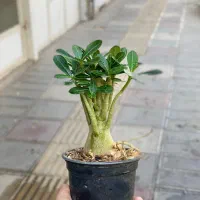 ویزیت گیاهان در منزل و محل کار