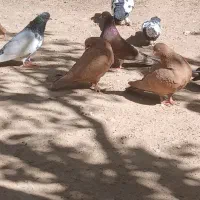 ۱۶ عدد کبوتر