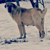 سگ پژدر عراقی ماده سرابی|سگ|تهران, تهرانسر غربی|دیوار