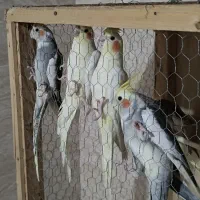 عروس هلندی|پرنده|قم, شهرک توانیر|دیوار