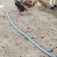 جوجه محلی|حیوانات مزرعه|هامون, |دیوار