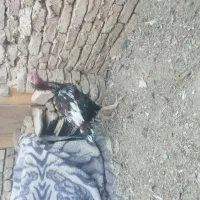 جوجه خروس لاری دنگ بالا