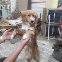 واگزاری سگ اشپیتز|سگ|کامیاران, |دیوار