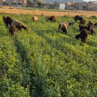 گوسفند داشتی