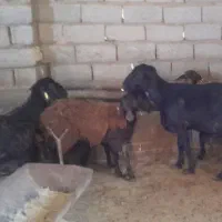 میش کاور هترو قزل آبستن