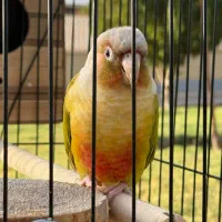 گرینچیک نر پاید و ردچیک ماده|پرنده|کرج, فاز ۳ گوهردشت|دیوار