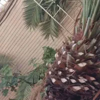 قطع نخل بریدن نخل قطع درخت هرس نخل