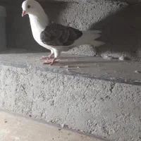 کفتر یا کبوتر