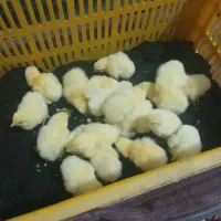 دستگاه جوجه کشی