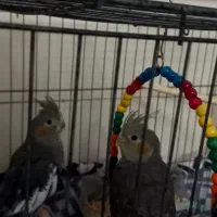 عروس هلندی  فوری|پرنده|کرج, کمال‌شهر|دیوار