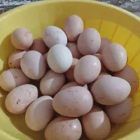 تخم مرغ نطفه دار وخروس محلی