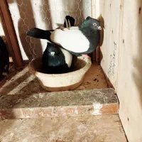 کفتررنگی سینه سیاه کبوترسینه سیاه سینه زرد کله زرد