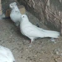 کبوتر تهرانی سرور پرشی