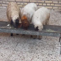 ۳تا بره ماده سالم سرحال خوش خوراک بشرط سالم