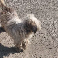 سگ پاکوتاه تریل|سگ|تهران, شادآباد|دیوار