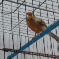 قناری سوخته|پرنده|تبریز, |دیوار