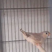 فنچ هاف اورنج اروپایی|پرنده|قم, زنبیل آباد|دیوار