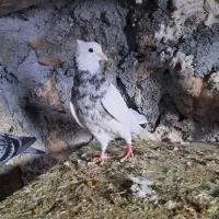 طوقی|پرنده|سرپل ذهاب, |دیوار