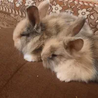 خرگوش لوپ و جرسی