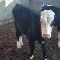 دو عدد گوساله سیمینتال نر   ۴  الی  ۵ ماهه