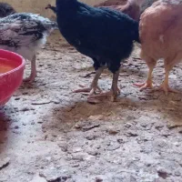 جوجه محلی ویژه بهار گلپایگان