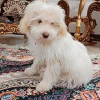 نژاد مالتیز