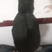 کاپشن ولوله ازمایشگاهی|لباس|کنگاور, |دیوار