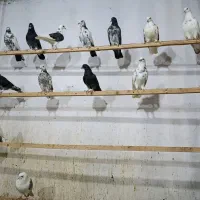 کبوتر غریبگیری