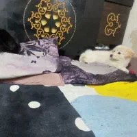 واگذاری سگ پامر شیتزو ترکیبی