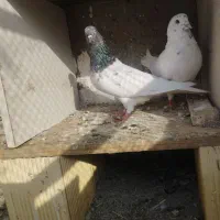 کفتر