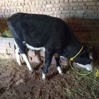 گوساله ماده چهار عدد