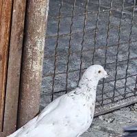 کبوتر،سرور،کوهی،گلی