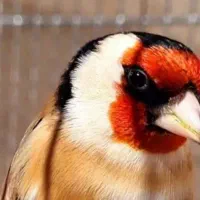سهره نر شرور طوق حلب
