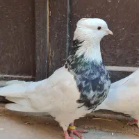 کفتر طوقی|پرنده|حمیدیا, |دیوار