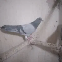 کبوتر دمگیر نر