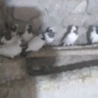 کبوتر پرستویی