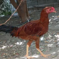 خروس فروشی