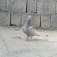 پرنده