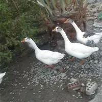 دو جفت غاز سفید خوشگل|حیوانات مزرعه|عنبرآباد, |دیوار