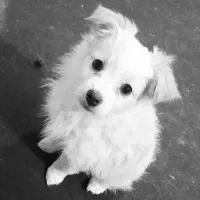 سگ بامزه و زیبا