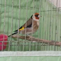 جوجه سهره دهندار