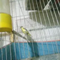 قناری ماده ابلق مست مست