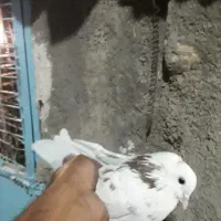 این کبوتر در شهرک اردستانی پیشوا گمشده