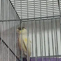 ماده آماده رابرا با ماده سرخ معامله میکنم