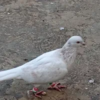 کفتر