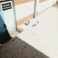 کبوتر گچی|پرنده|شهرکرد, |دیوار