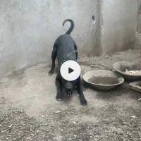 سگ نگهبان|سگ|شازند, |دیوار